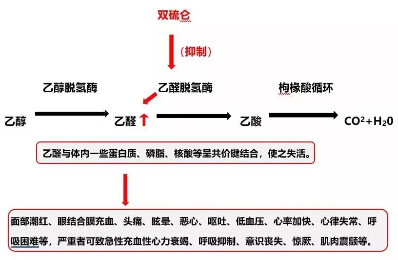 头孢与酒发生的双硫仑样反应